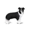 CollectA Border Collie