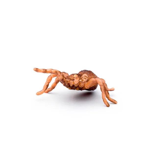 CollectA Box of Mini Insect & Spider