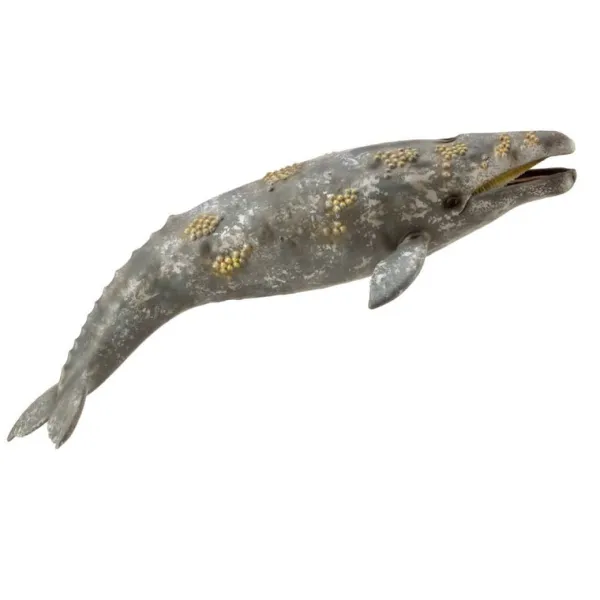 CollectA Gray Whale