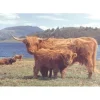 House of Puzzles Highlanders - 1000 Piece Jigsaw Puzzle
