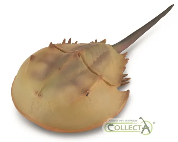 CollectA Horseshoe Crab