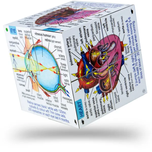ZooBooKoo Human Body Systems and Statistics Cubebook