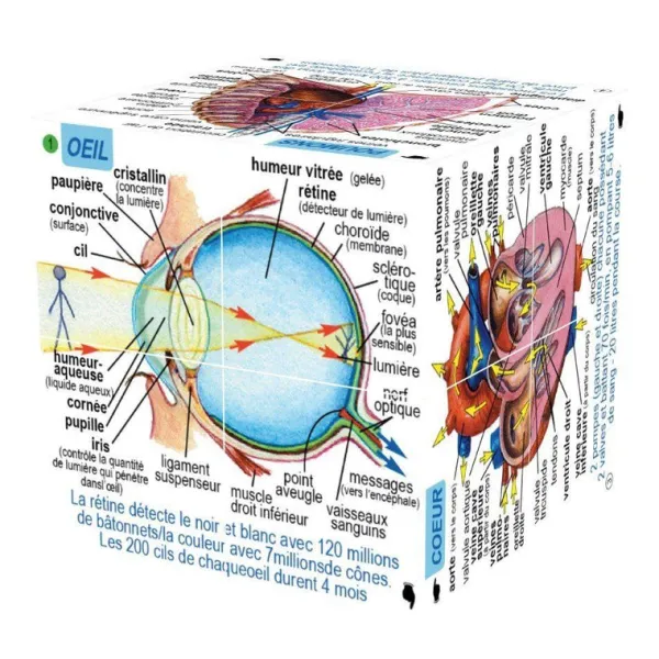 ZooBooKoo Human Body Systems and Statistics Cubebook