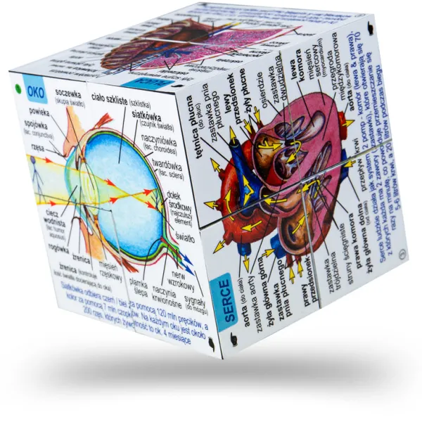 ZooBooKoo Human Body Systems and Statistics Cubebook