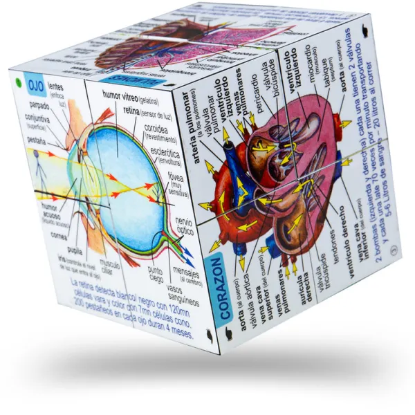 ZooBooKoo Human Body Systems and Statistics Cubebook