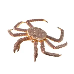 CollectA King Crab