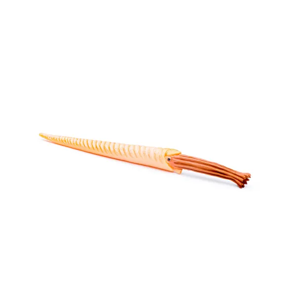 CollectA Mini Prehistoric Marine Animals