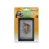CollectA Spinosaurus Tooth In Display Case